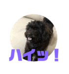 トイプードルとシーズーのMIX犬エマ 4（個別スタンプ：17）