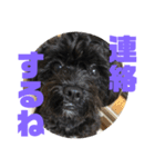 トイプードルとシーズーのMIX犬エマ 4（個別スタンプ：18）