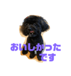 トイプードルとシーズーのMIX犬エマ 4（個別スタンプ：20）