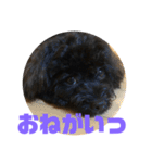 トイプードルとシーズーのMIX犬エマ 4（個別スタンプ：22）