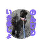 トイプードルとシーズーのMIX犬エマ 4（個別スタンプ：24）
