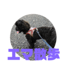 トイプードルとシーズーのMIX犬エマ 4（個別スタンプ：25）