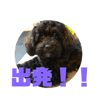 トイプードルとシーズーのMIX犬エマ 4（個別スタンプ：26）