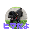 トイプードルとシーズーのMIX犬エマ 4（個別スタンプ：27）