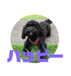 トイプードルとシーズーのMIX犬エマ 4（個別スタンプ：28）