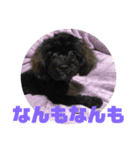 トイプードルとシーズーのMIX犬エマ 4（個別スタンプ：29）