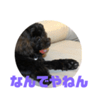 トイプードルとシーズーのMIX犬エマ 4（個別スタンプ：30）