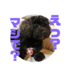 トイプードルとシーズーのMIX犬エマ 4（個別スタンプ：32）