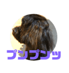 トイプードルとシーズーのMIX犬エマ 4（個別スタンプ：34）