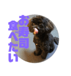 トイプードルとシーズーのMIX犬エマ 4（個別スタンプ：35）