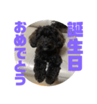 トイプードルとシーズーのMIX犬エマ 4（個別スタンプ：37）