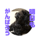 トイプードルとシーズーのMIX犬エマ 4（個別スタンプ：38）