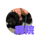 トイプードルとシーズーのMIX犬エマ 4（個別スタンプ：39）