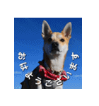 登山犬 茶々丸 スタンプ2（個別スタンプ：1）