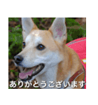 登山犬 茶々丸 スタンプ2（個別スタンプ：2）