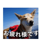 登山犬 茶々丸 スタンプ2（個別スタンプ：3）