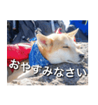 登山犬 茶々丸 スタンプ2（個別スタンプ：4）
