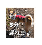 登山犬 茶々丸 スタンプ2（個別スタンプ：5）