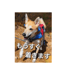 登山犬 茶々丸 スタンプ2（個別スタンプ：6）