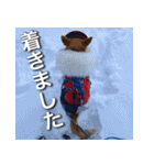 登山犬 茶々丸 スタンプ2（個別スタンプ：7）