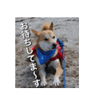 登山犬 茶々丸 スタンプ2（個別スタンプ：8）
