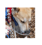 登山犬 茶々丸 スタンプ2（個別スタンプ：9）