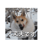 登山犬 茶々丸 スタンプ2（個別スタンプ：10）