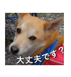 登山犬 茶々丸 スタンプ2（個別スタンプ：11）