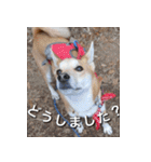 登山犬 茶々丸 スタンプ2（個別スタンプ：12）
