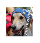 登山犬 茶々丸 スタンプ2（個別スタンプ：14）