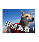 登山犬 茶々丸 スタンプ2（個別スタンプ：15）