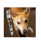 登山犬 茶々丸 スタンプ2（個別スタンプ：20）