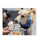 登山犬 茶々丸 スタンプ2（個別スタンプ：21）