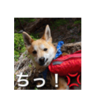登山犬 茶々丸 スタンプ2（個別スタンプ：22）