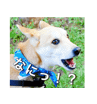 登山犬 茶々丸 スタンプ2（個別スタンプ：24）