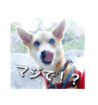 登山犬 茶々丸 スタンプ2（個別スタンプ：26）
