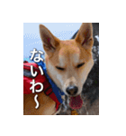 登山犬 茶々丸 スタンプ2（個別スタンプ：28）