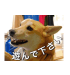 登山犬 茶々丸 スタンプ2（個別スタンプ：30）