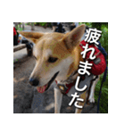 登山犬 茶々丸 スタンプ2（個別スタンプ：31）