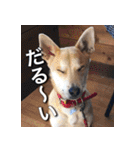 登山犬 茶々丸 スタンプ2（個別スタンプ：32）