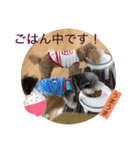 きなことセバスチャン（個別スタンプ：3）