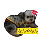 きなことセバスチャン（個別スタンプ：17）