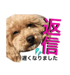 きなことセバスチャン（個別スタンプ：33）