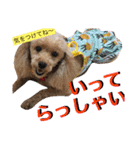 きなことセバスチャン（個別スタンプ：36）