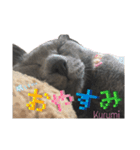 よくつかえるかわいいねこちゃんず（個別スタンプ：1）