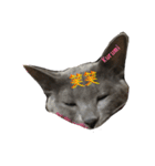 よくつかえるかわいいねこちゃんず（個別スタンプ：6）