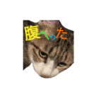 よくつかえるかわいいねこちゃんず（個別スタンプ：8）