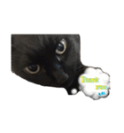 よくつかえるかわいいねこちゃんず（個別スタンプ：11）