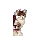 よくつかえるかわいいねこちゃんず（個別スタンプ：14）