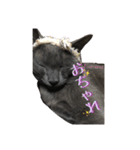 よくつかえるかわいいねこちゃんず（個別スタンプ：15）